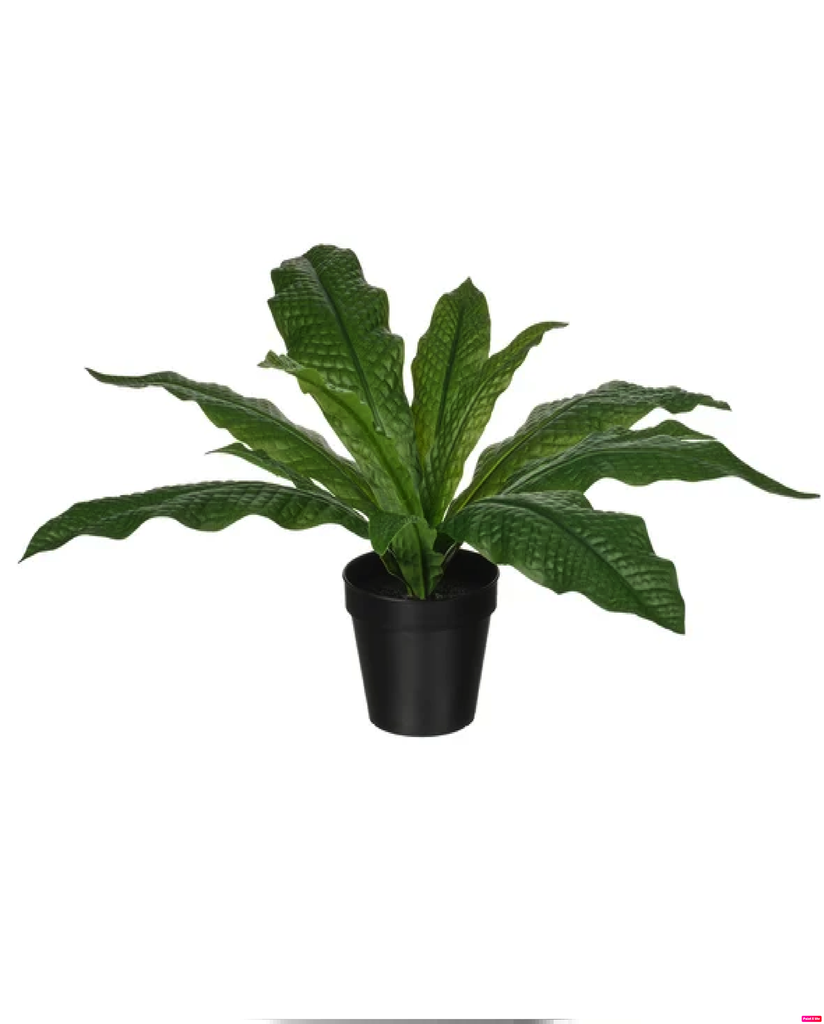 Fejka 12см навчит өвс